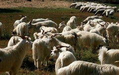 羊绒价格行情走势分析