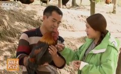 [每日农经]贵州六盘水山里养的土鸡百元一只为何排队买