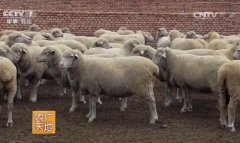 [农广天地]羊族世界 羊有什么品种