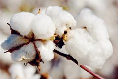 棉花多少钱一斤，2017年种棉花还会有补贴吗？