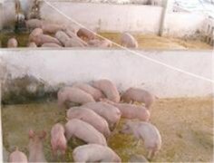 中药养猪　未来养猪场的发展方向？