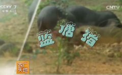 蓝塘猪养殖技术视频[农广天地]