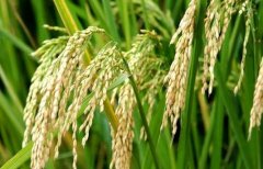 2017水稻的种植前景及市场价格行情分析 种水稻赚钱吗？