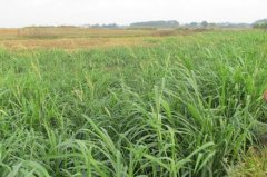 黑麦亩产值680.7-1080元　黄河灌区种植黑麦效益好