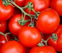 大棚西红柿一亩能产多少斤？