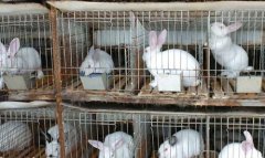 獭兔养殖成本 獭兔养殖利润 2017獭兔养殖前景分析