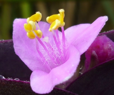 紫鸭拓草