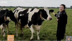 全产业链上的“乳业王国“：阳光牧场和奶牛的福利[每日农经]