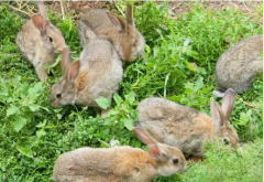 养殖思麻兔好赚钱 200平米养兔场年入20万