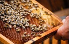 怎样防治蜜蜂的麻痹病