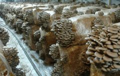 食用菌栽培场地如何选择 蘑菇栽培有什么技巧