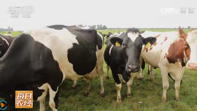 [每日农经]荷兰牧场奶牛的“望闻问切”