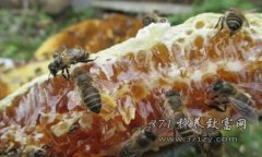 [农广天地]土蜂怎样酿蜜 土蜂酿的百花蜜