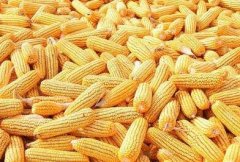 2017年玉米价格走势预测