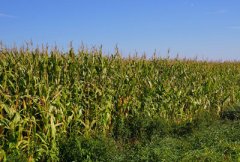 2017年以下五种人将得不到玉米生产者补贴