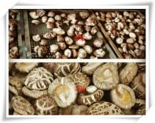 花菇和香菇的有什么区别