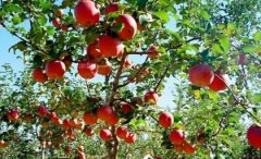 苹果幼树枝条能做接穗吗