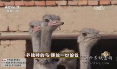 [致富经]黑龙江大庆张开秀养独特的鸟赚独一份的钱