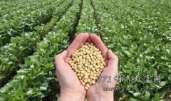 2017种植大豆能不能赚到钱 农民为啥不愿种大豆