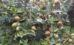 安徽滁州地区适宜种植油茶树吗