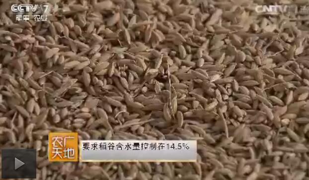 [农广天地]稻谷加工 大米种类和不同类型稻谷的特点