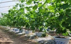 盆栽葡萄种植前景好 一盆200元每亩收益50万元