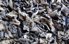 黑龙江王远航科学种植黑木耳食用菌一年收入30万