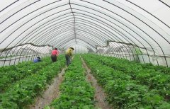 内蒙古海拉尔:智慧农业促农增收