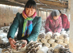 河南内黄县：蘑菇种植成为农民增收致富新产业