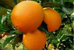[每日农经]种植在半山腰的里耶脐橙效益高