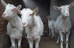 2017年养殖肉羊和奶羊哪个最赚钱？