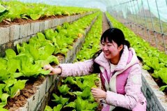 蔬菜大棚改建为“阶梯菜园”一棚一年可增收6万元