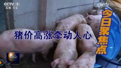 进口猪肉比国产猪肉便宜吗？生猪养殖业是否会受到冲击