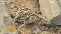 [农广天地]小蜥蜴大财富 河北内丘王桂军养殖麻蜥蜴视频