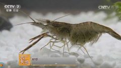 [农广天地]明明白白吃青虾 青虾的科学常识介绍