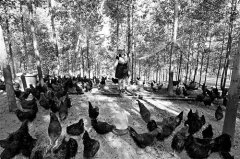 丰都农家女范淑英养殖绿壳鸡卖鸡蛋和麻辣鸡块的致富经