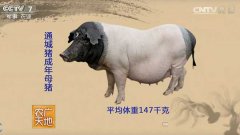 [农广天地]通城猪养殖技术