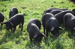 [每日农经]湘西黑猪养殖 大山里的黑猪有点强势