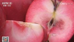 [科技苑]“红色之爱”苹果 三年就丰产的红肉苹果