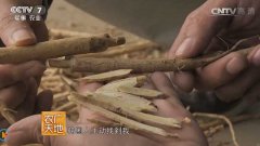 [农广天地]河北李玉龙包地种植中药材成功创富的奥秘