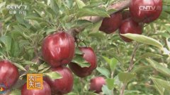 [农广天地]甜蜜特克斯县：蜜蜂养殖和果树种植探秘