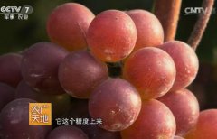 [农广天地]王飞农场种植蔬菜水果四季都赚钱年入百万