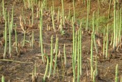 芦笋种植效益高一亩收入3000多元 农民增收致富好渠道
