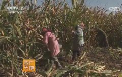 [农广天地]内蒙古自通辽市玉米和荞麦的安全生产过程