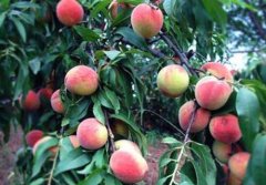 安徽来安县宋金叶种植冬桃一亩产值达三万元