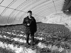 山西太原90后小伙程远峰农村创业种草莓当上“农场主”