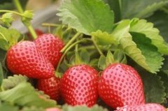 穿“塑料外衣”的草莓价格翻番 每公斤售价超过100元