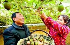 襄阳：大棚成功培育出百香果产量超过1万公斤