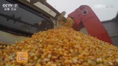 [农广天地]夏玉米也能按粒收 东单913玉米籽粒直收技术