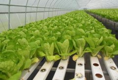 大棚水培叶菜30天上市成本低效益高